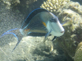  Chirurgien zbr Acanthurus sohalOlympus u770 SWMarsa Alam Egypt July 2007  